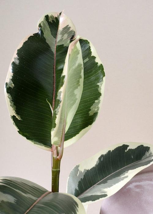 Ficus Elastica 'Tineke' L – Large, Approx. 50.0cm height – 17.0cm Pot Default Title 1