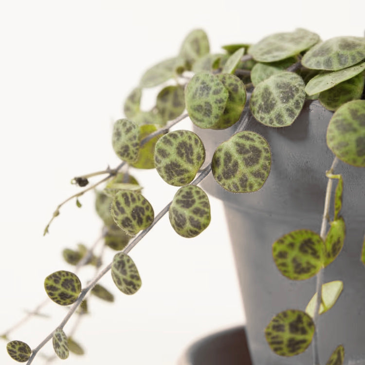is philodendron safe for turtles Peperomia Prostrata 'String of Turtles' Baby