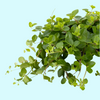 Peperomia Rotundifolia (Trailing Jade) Small