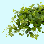 Peperomia Rotundifolia (Trailing Jade) Small