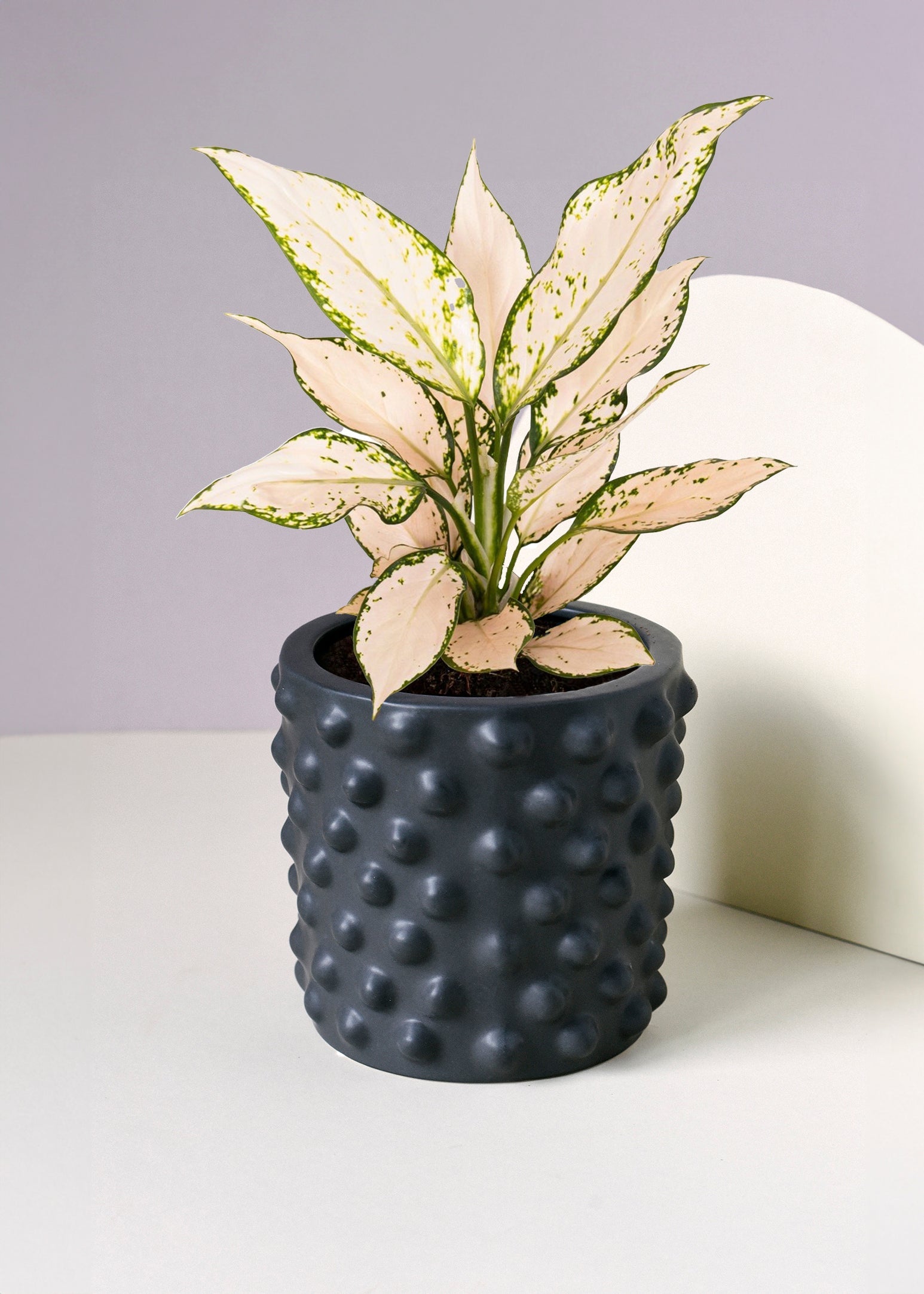 "Beautiful Aglaonema 'Vanilla Creme' M. A perfect easy-care plant for your indoor collection."