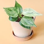 Philodendron Hederaceum Oxycardium Variegata (Heart leaf philodendron) Small -  Geen.