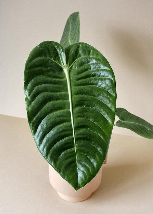 Anthurium Veitchii (King Anthurium)