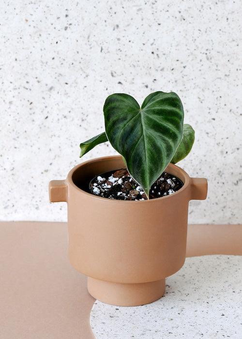 Healthy Philodendron Verrucosum Baby. A perfect philodendron verrucosum baby for your indoor houseplant collection.