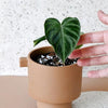 Healthy Philodendron Verrucosum Baby. A perfect philodendron verrucosum baby for your indoor houseplant collection.