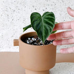Healthy Philodendron Verrucosum Baby. A perfect philodendron verrucosum baby for your indoor houseplant collection.