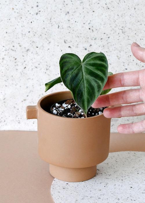 Healthy Philodendron Verrucosum Baby. A perfect philodendron verrucosum baby for your indoor houseplant collection.