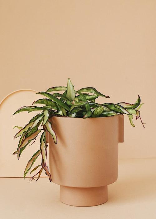 Healthy Hoya Wayetii Tricolor S by Plant Circle. A perfect hoya wayetii tricolor s by plant circle for your indoor houseplant collection.