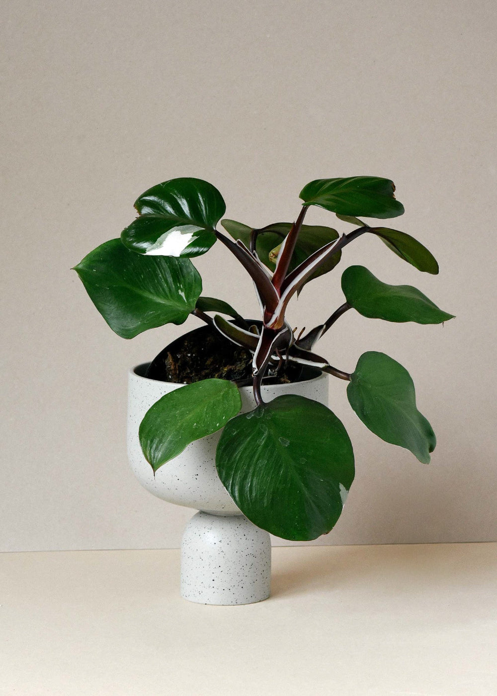 Philodendron 'White Knight' Medium