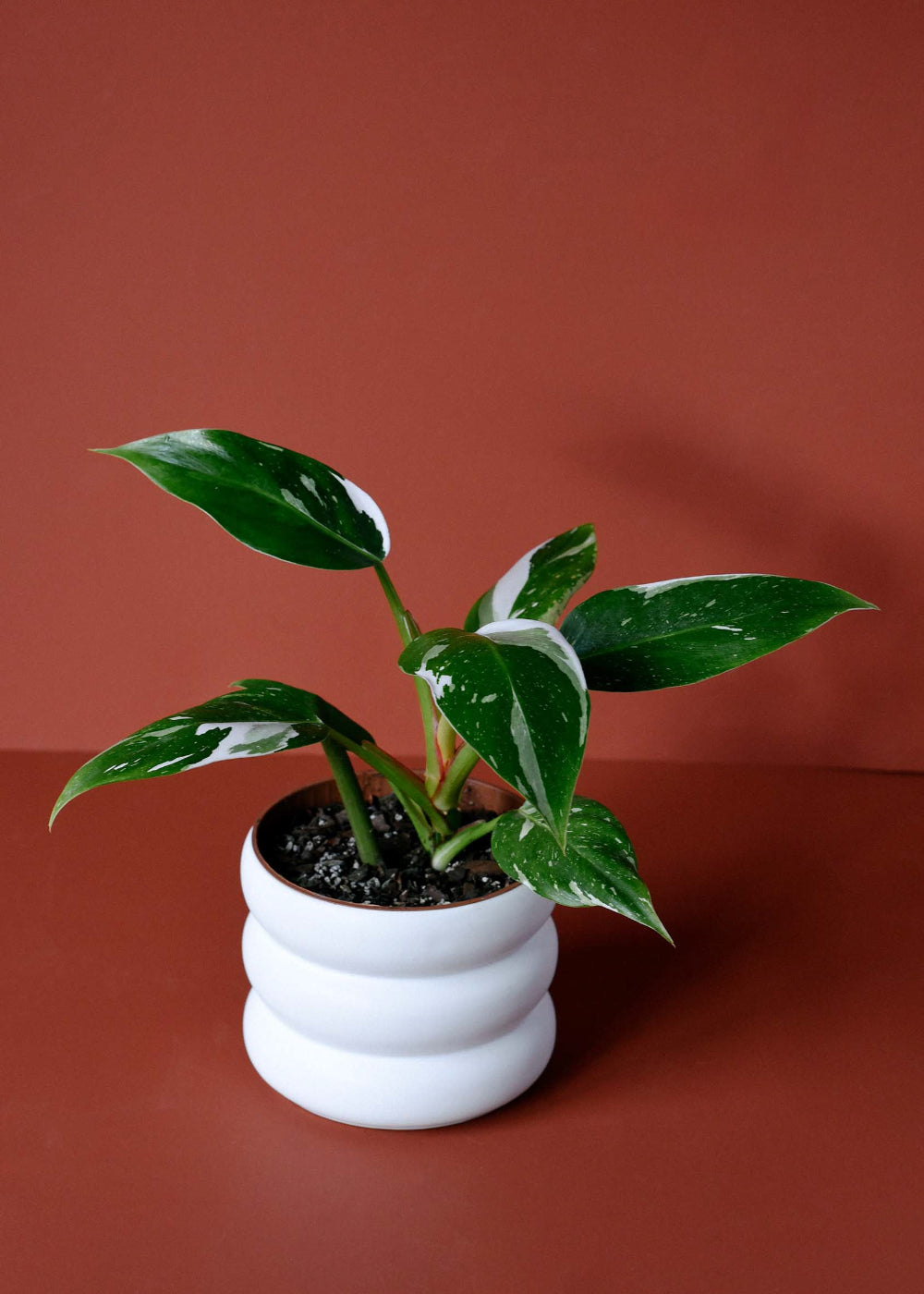 Philodendron White Princess Medium | Seltene panaschierte Pflanze |  EU-Versand
