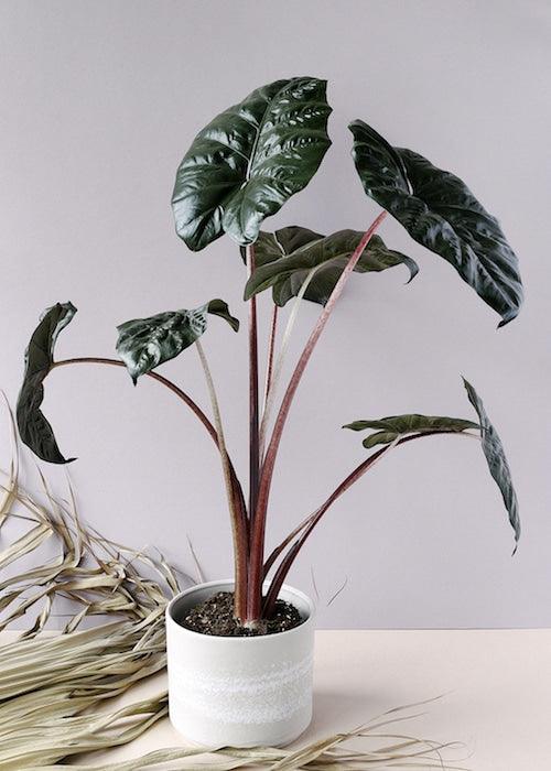yucatan princess plant indoor care Alocasia Yucatan Princess XL by Plant Circle