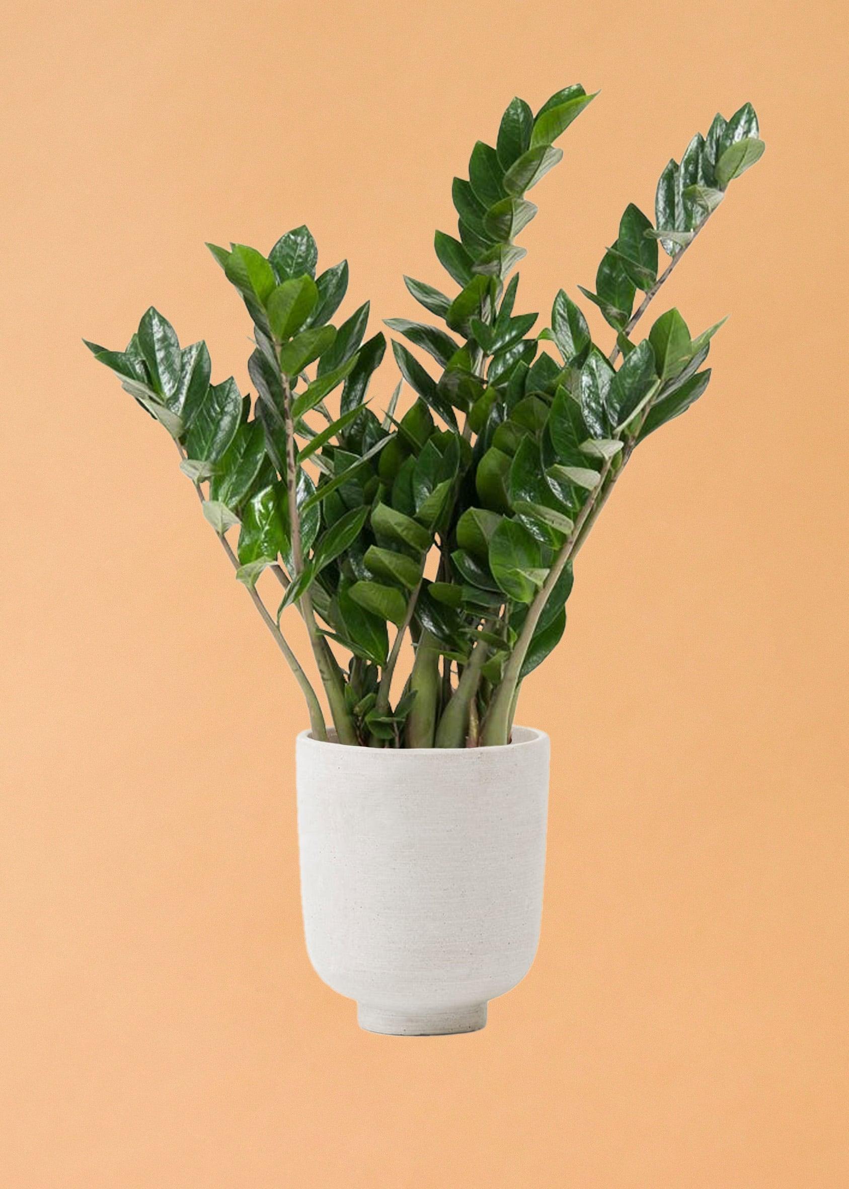 Healthy Zamioculcas Zamiifolia XL by Plant Circle –. A perfect zamioculcas zamiifolia xl by plant circle – for your indoor houseplant collection.