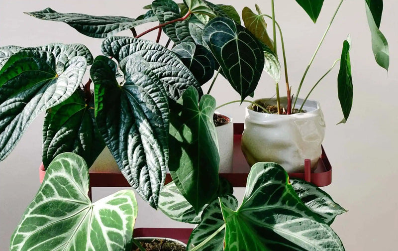 Plant profile: Anthurium