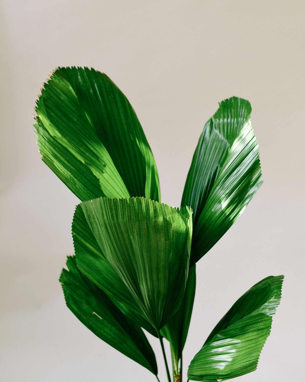 Licuala Palm Care: A Collector's Guide to the Ruffled Fan Palm