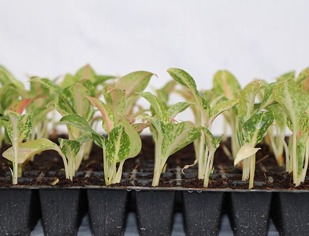 From Jungle Floor to Living Room Icon: The Origins of Aglaonemas