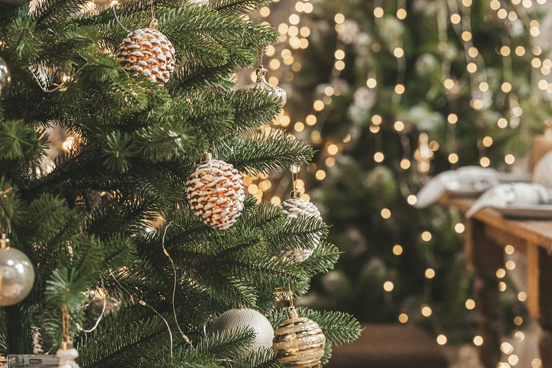 How to grow your Christmas tree past Christmas