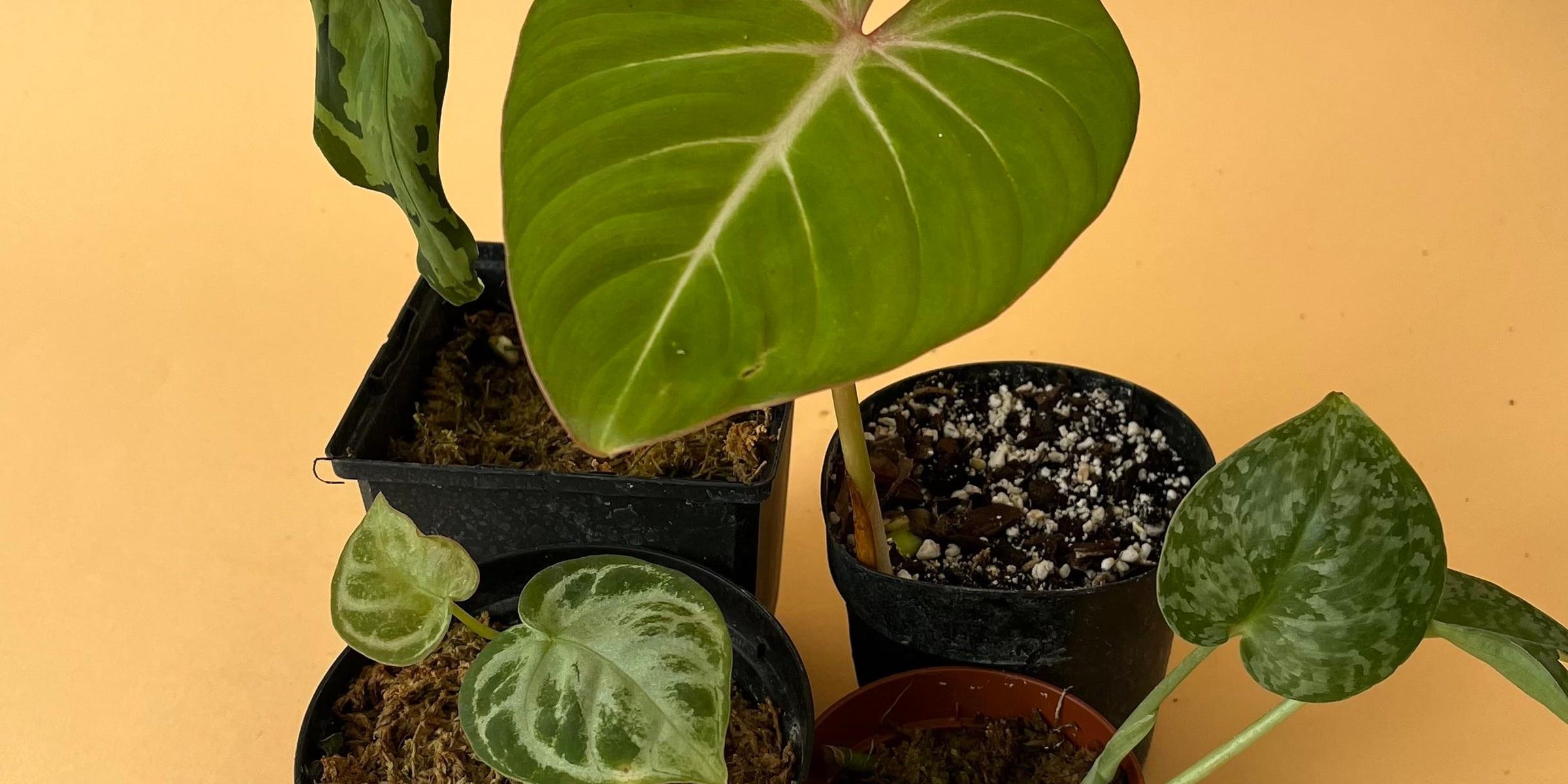 Why is my plant's soil mouldy? | Plant Circle