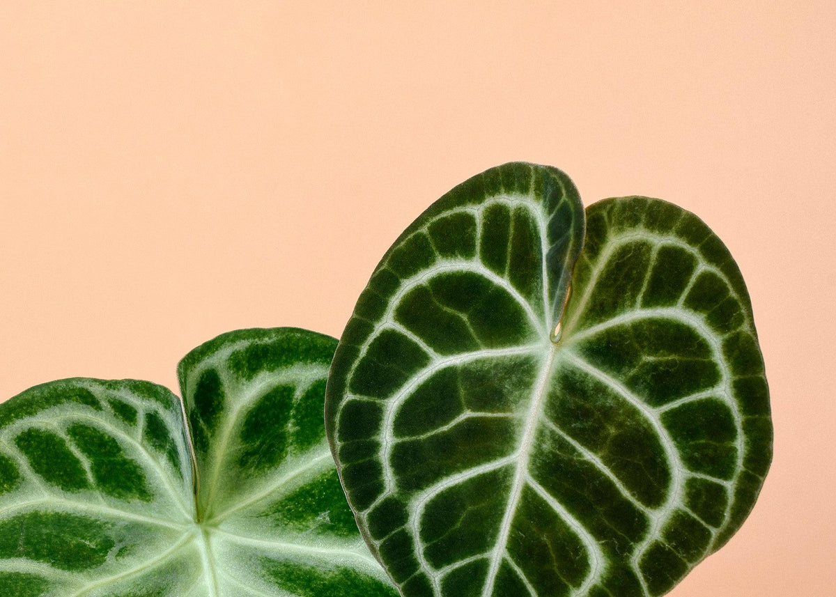 A Collector's Guide to Anthurium Care