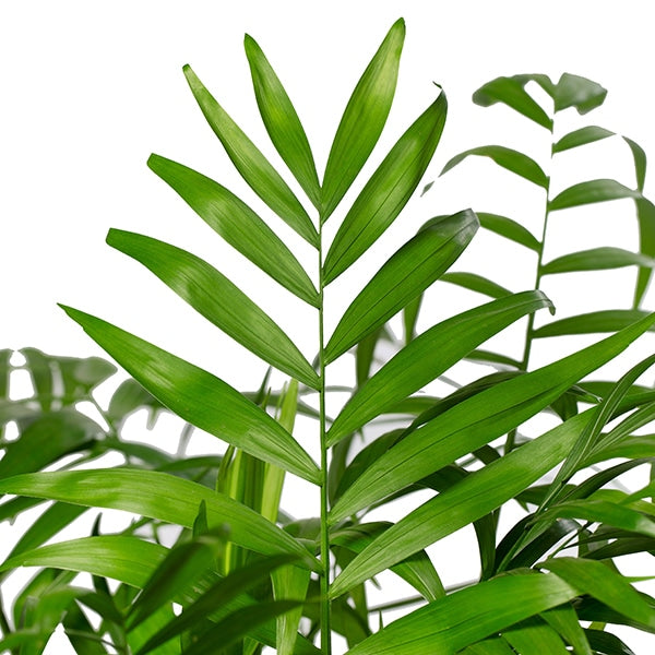 Chamaedorea Care Tips