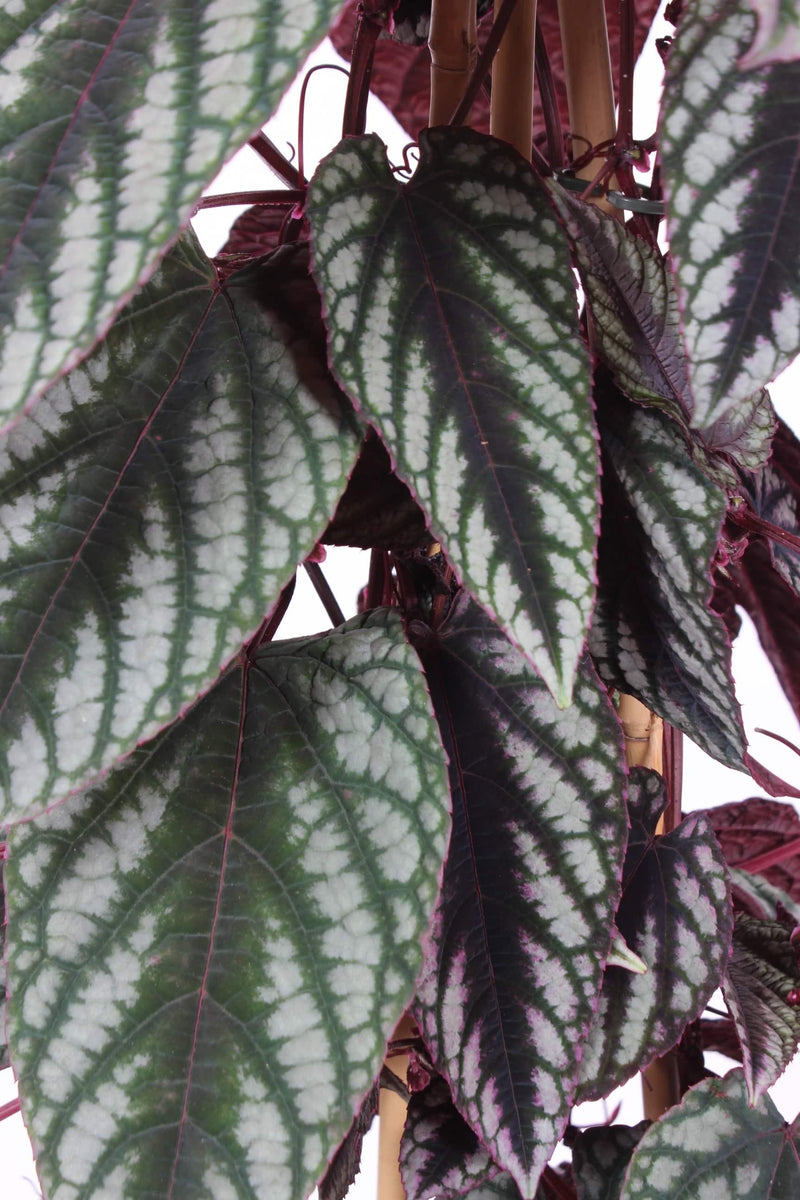 Cissus Plant Care Guide: Tips for Thriving Vines