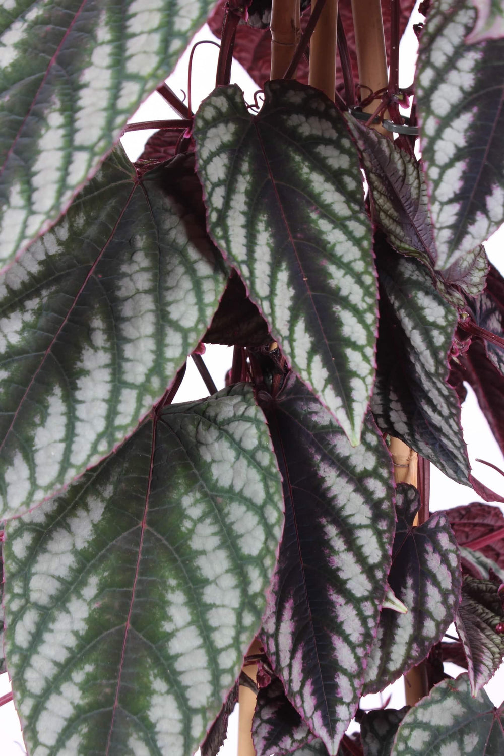 Cissus Plant Care Guide: Tips for Thriving Vines