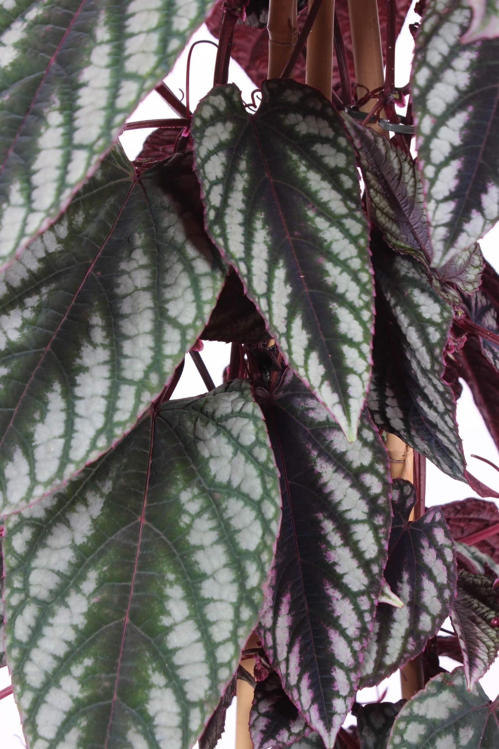Cissus Plant Care Guide: Tips for Thriving Vines