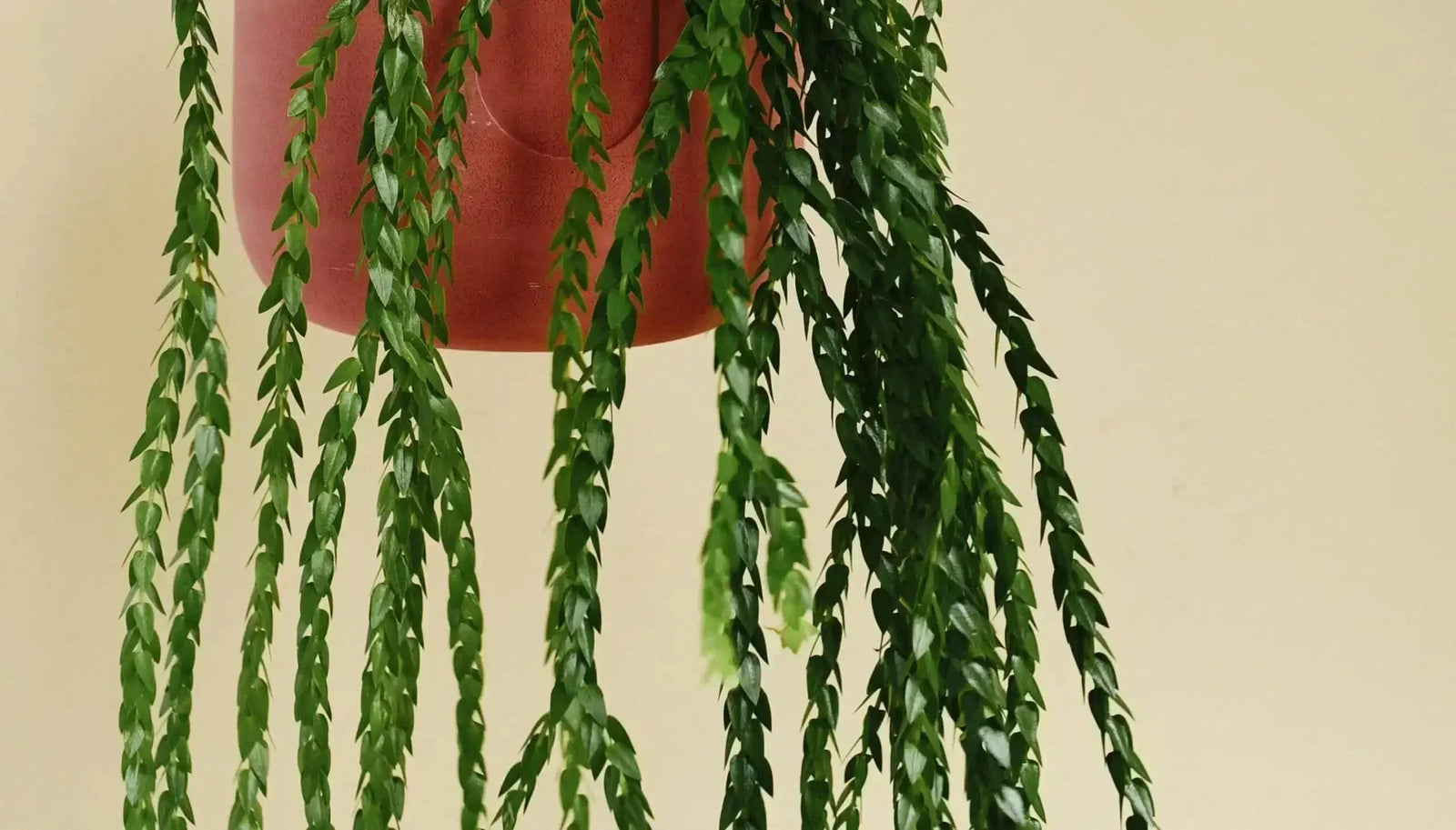 Huperzia Care: A Guide to Growing Tassel Ferns in Europe