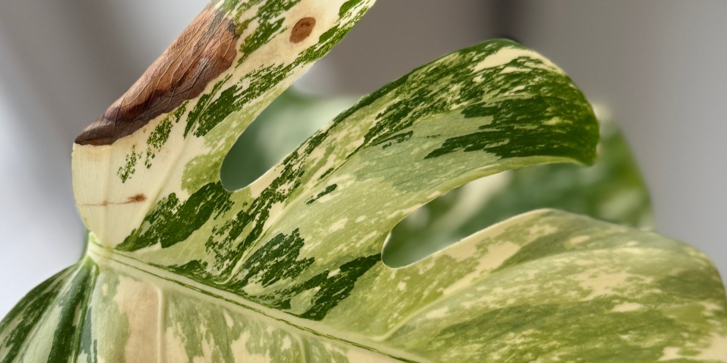 Why the White Parts of Variegated Leaves Turn Brown (and How to Prevent It)