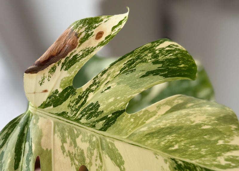 Why the White Parts of Variegated Leaves Turn Brown (and How to Prevent It)