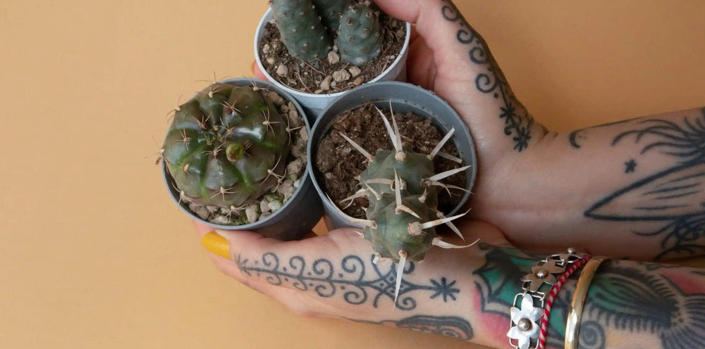 How to NOT kill a Cactus