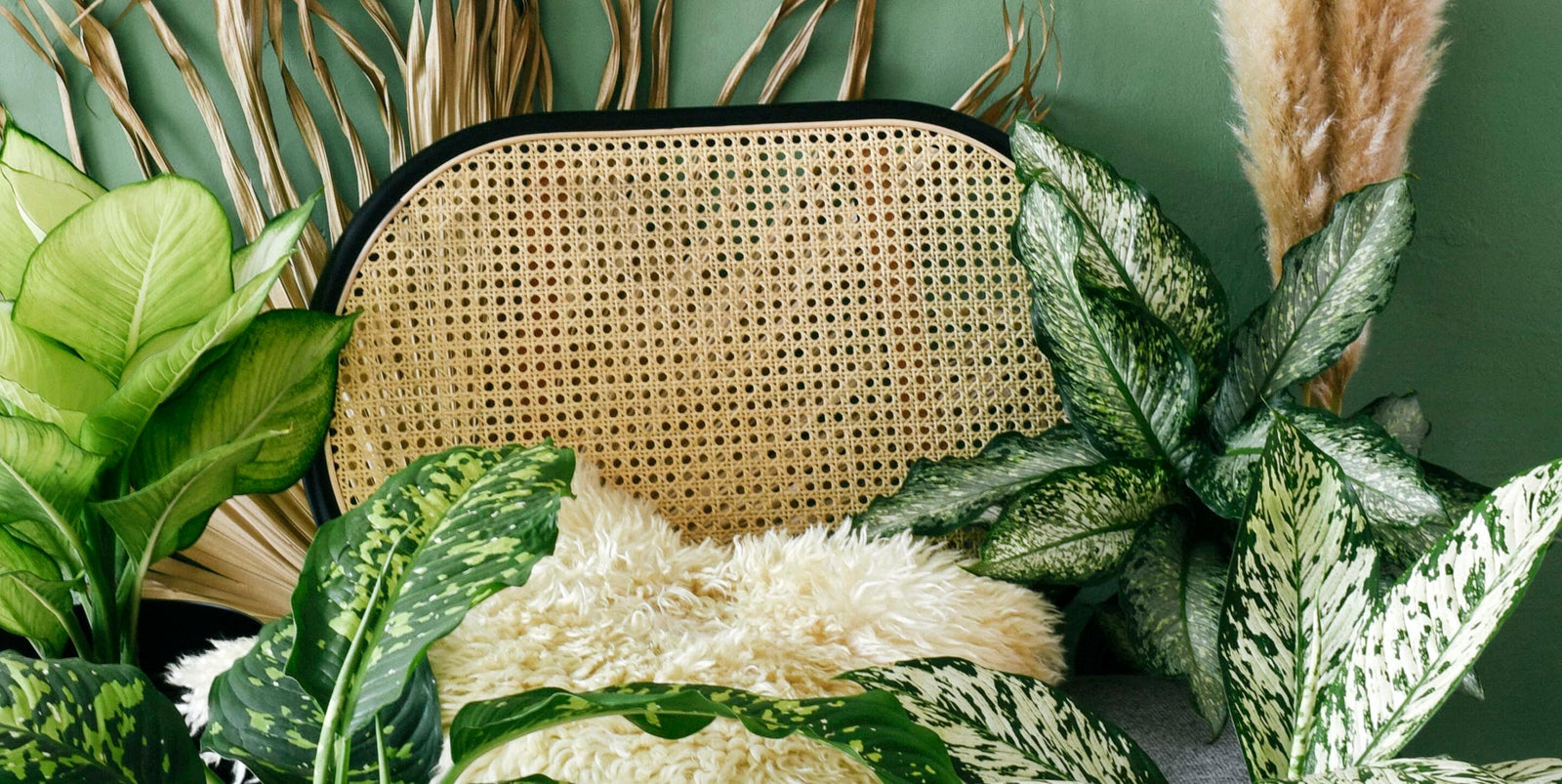 Winter Survival Guide for Your Houseplants