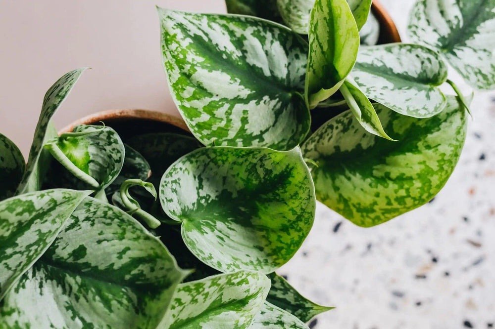Scindapsus Care: A Guide to Growing the Satin Pothos Plant