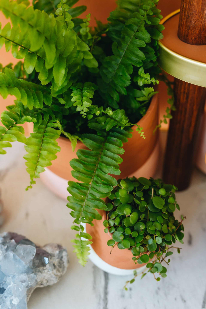 Ferns: Are They Really So Hard to Grow?