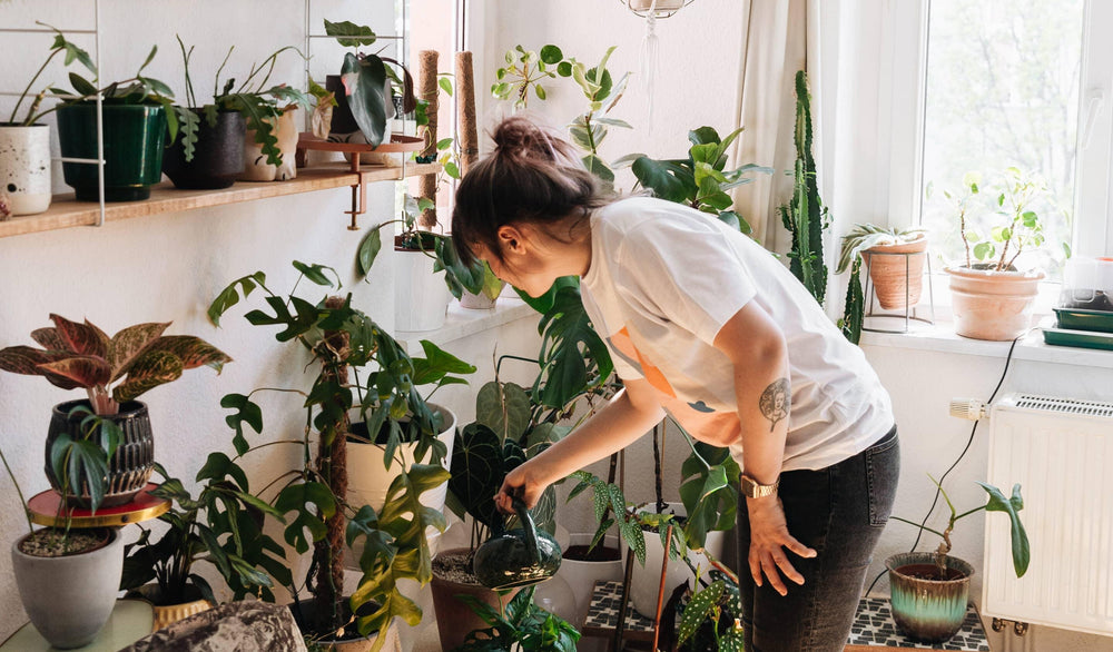 3 simple tips for beginner plant parents