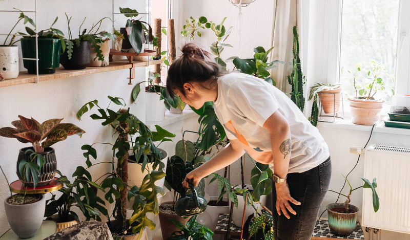 3 simple tips for beginner plant parents