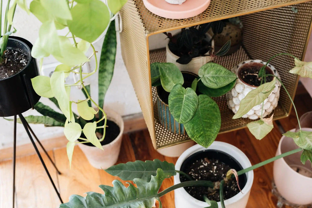Plant care: Non deadly issues