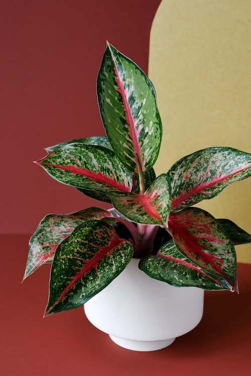 Aglaonema Plant Care Guide