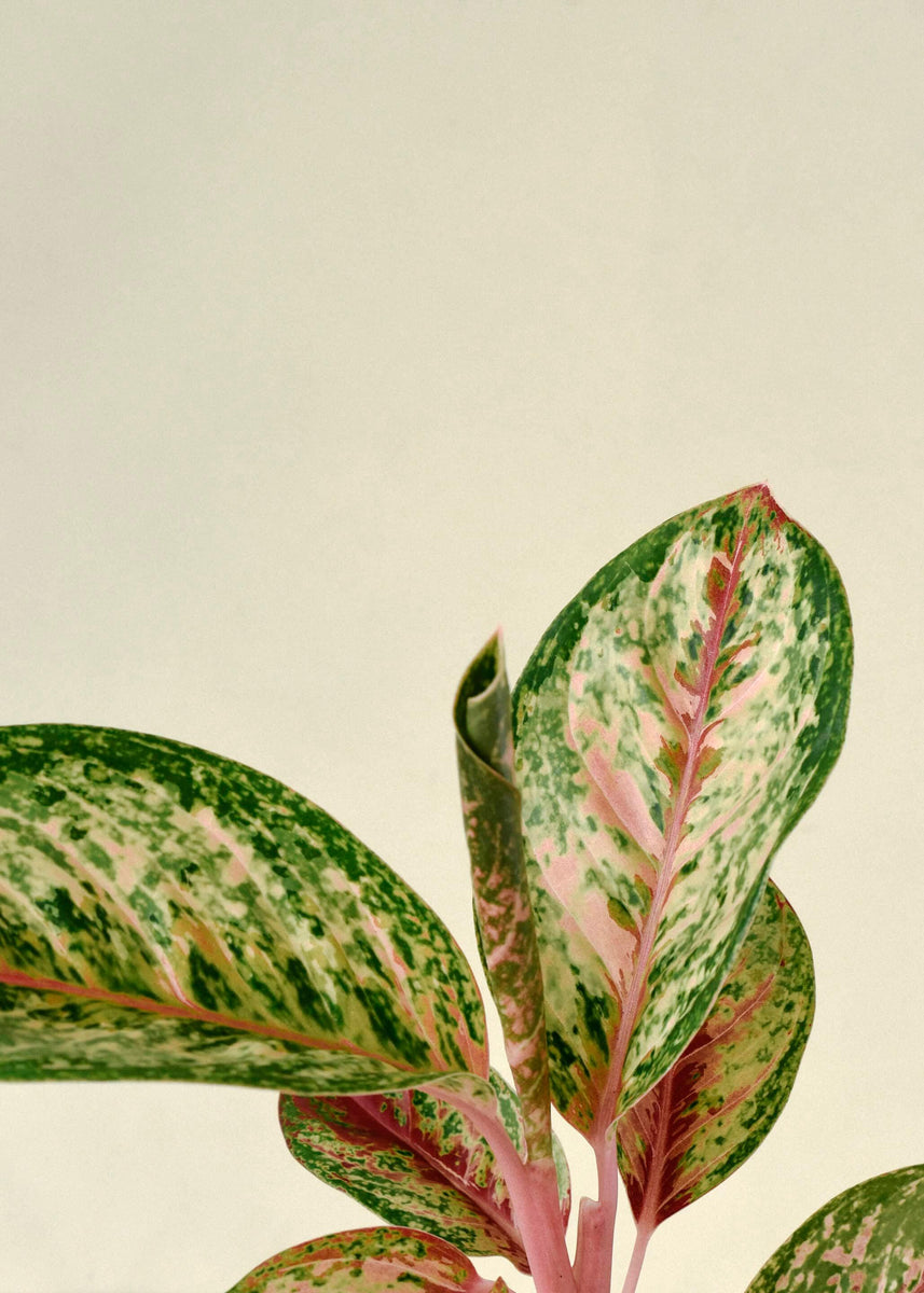 "Meet the Stars of the Plant World: Dazzling Aglaonema Varieties to Transform Your Home!"