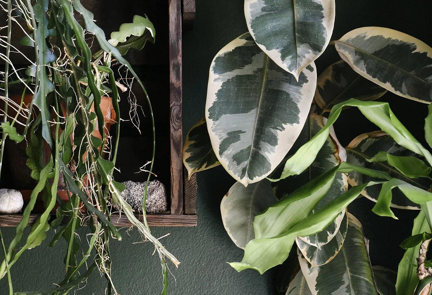 Summer Houseplant Care: Light, Water & Holiday Tips | Plant Circle