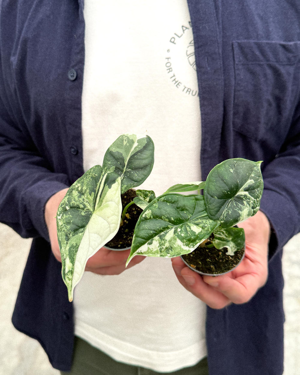 Alocasia Pflege: Der vollständige Leitfaden für europäische Sammler