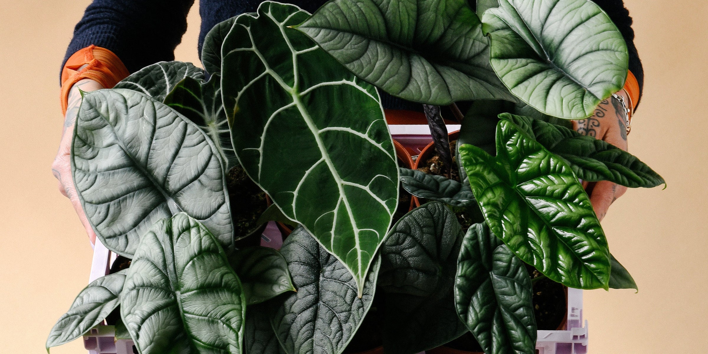 Alocasias grouped lovingly