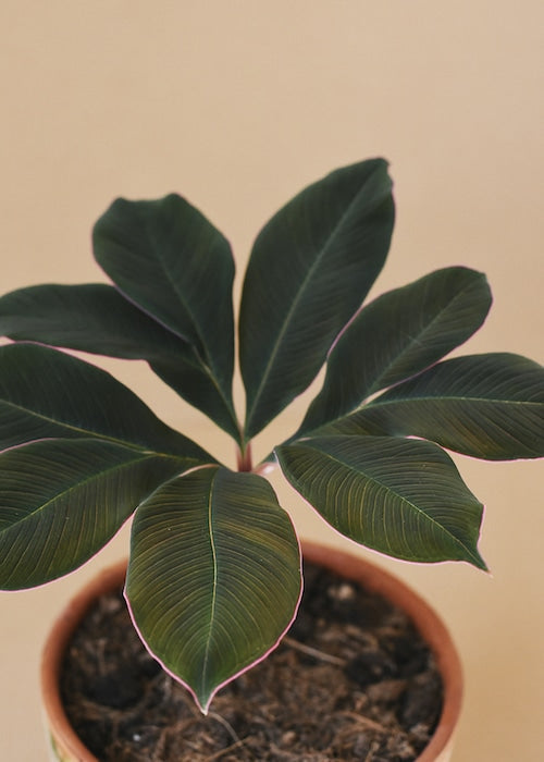 Amorphophallus Plant Care Guide
