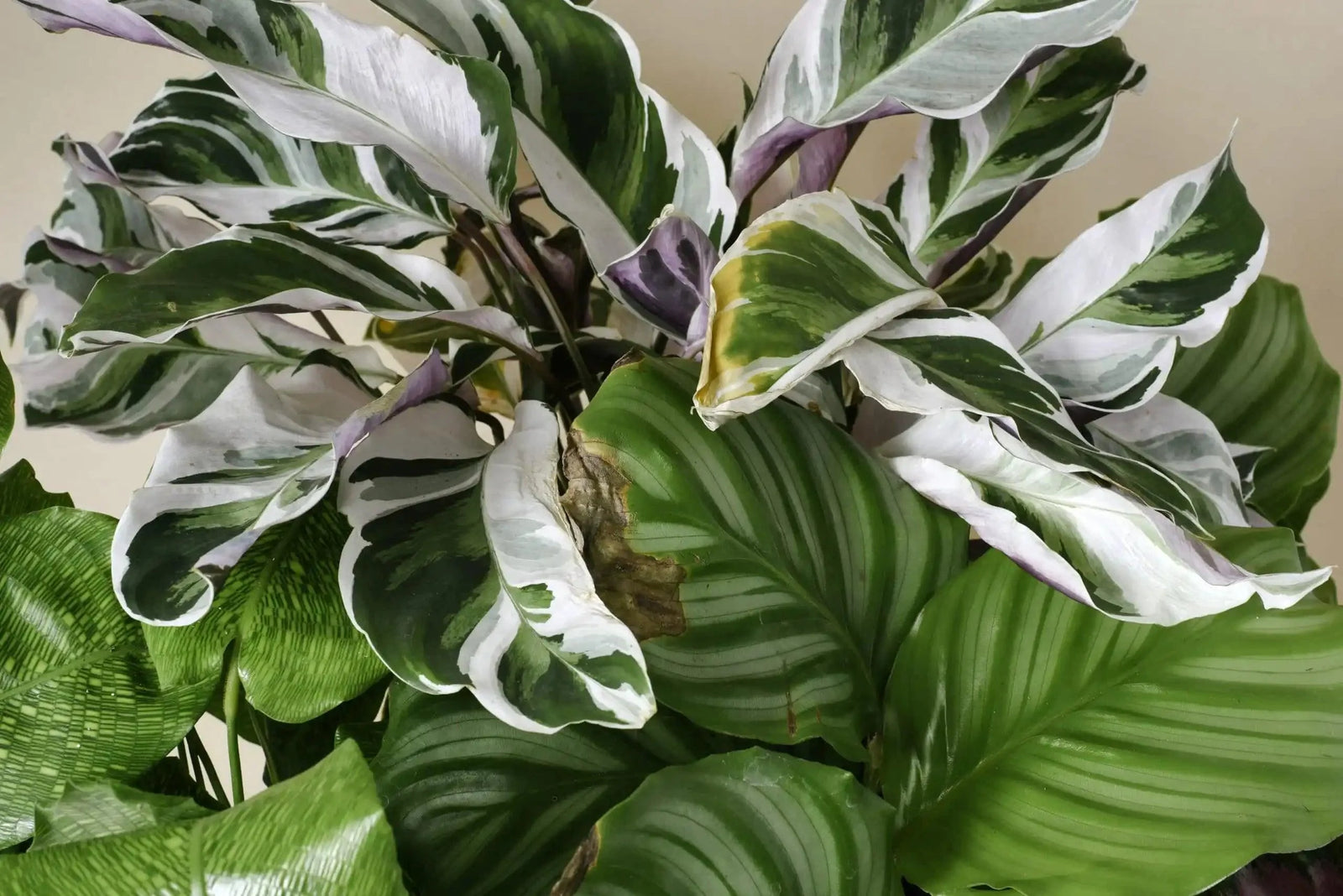 Hard Water and Your Houseplants: A Collector's Guide to Mineral Imbalances