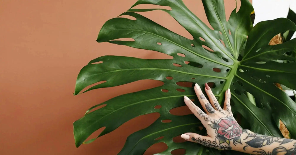 Monstera Deliciosa Care Guide: How to Grow Massive, Fenestrated Leaves (The Right Way)