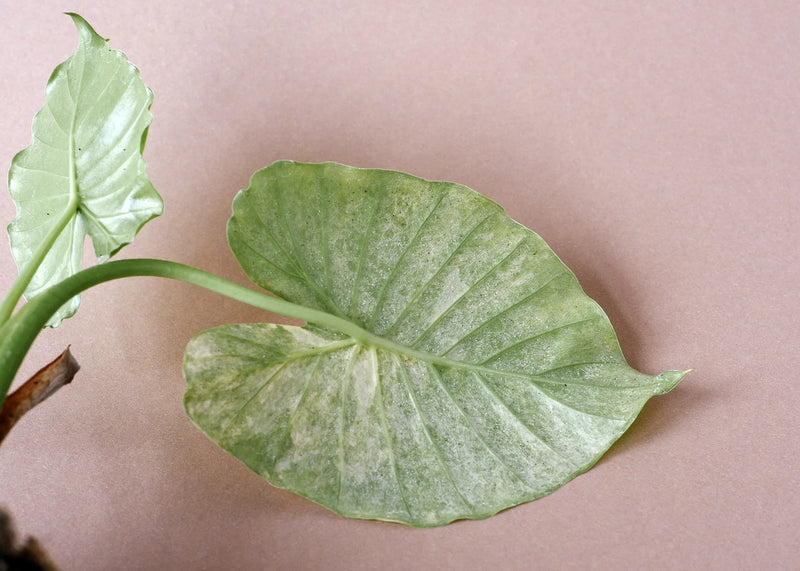 Common pests: Spider mites