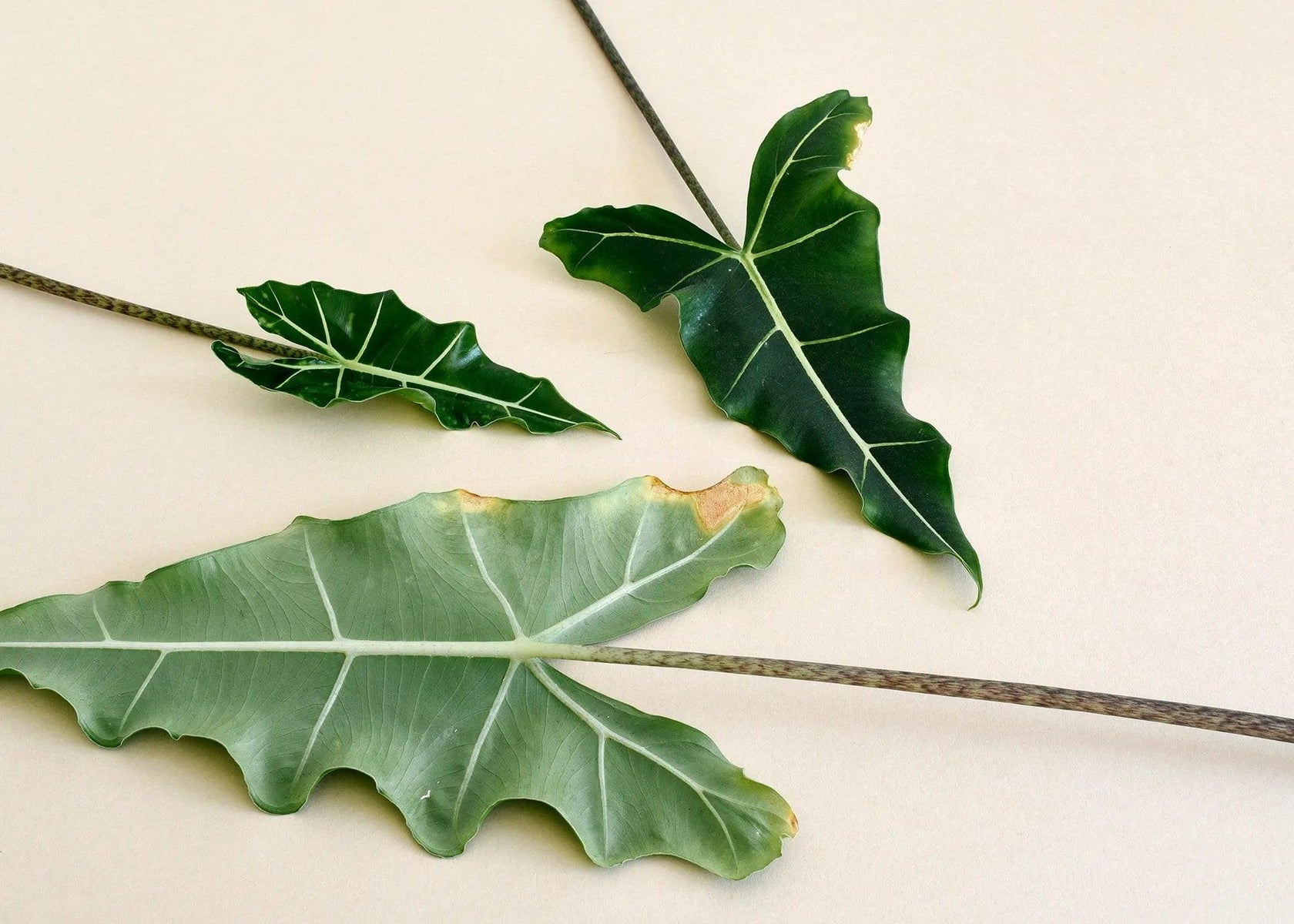 Thrips on Houseplants: Complete Guide to Identification & Treatment (2026)