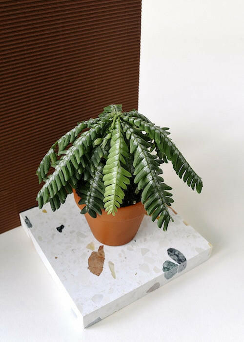 A Collector's Guide to Biophytum Sensitivum: The 'Little Tree Plant'