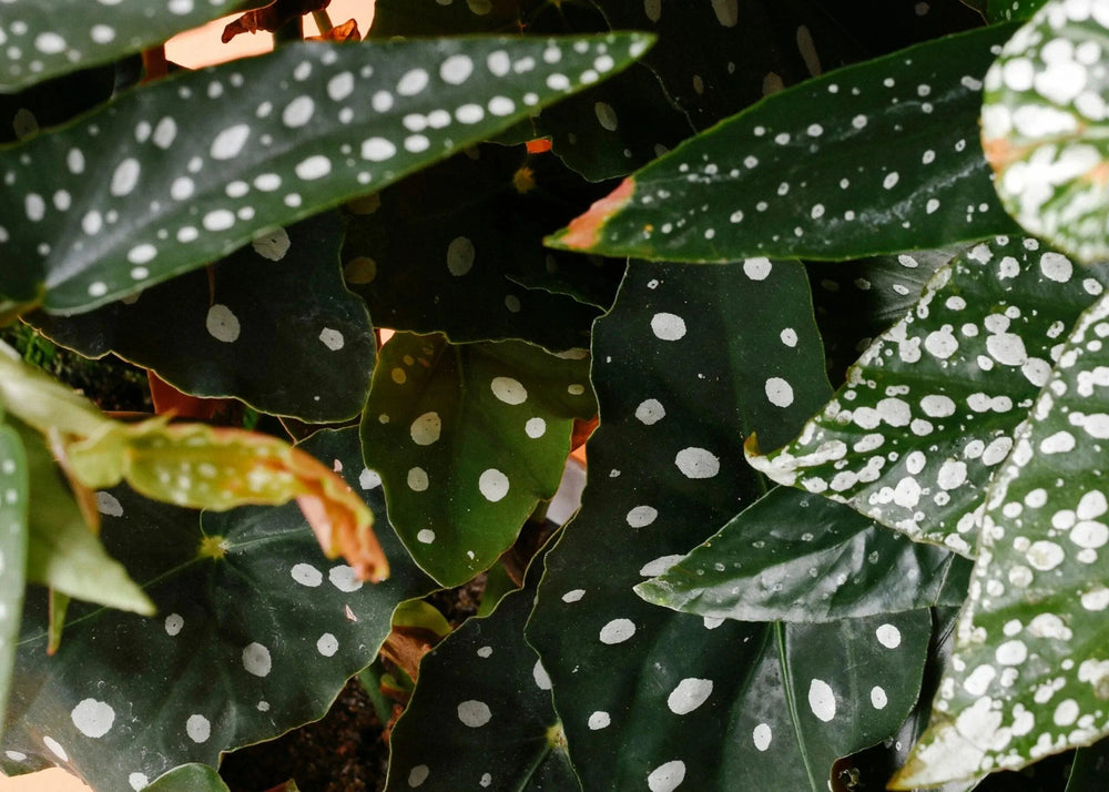Begonia Care: A Collector's Guide to the Diverse World of Begonias