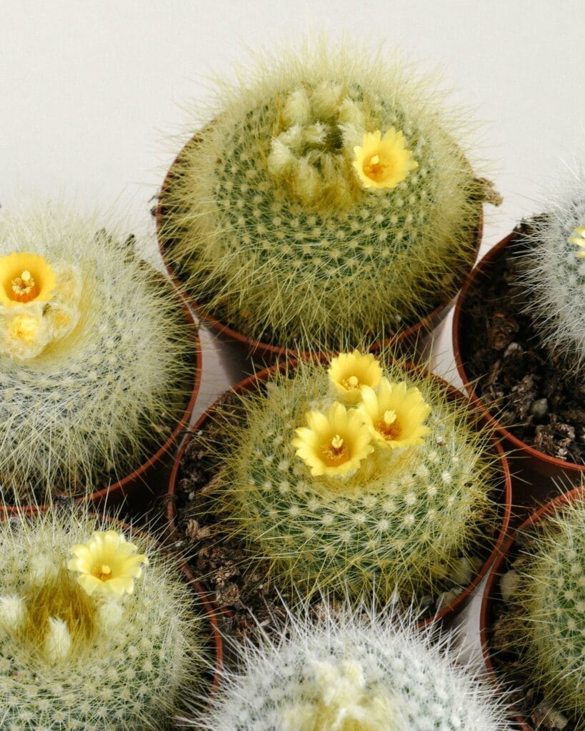 Cactus Care Tips