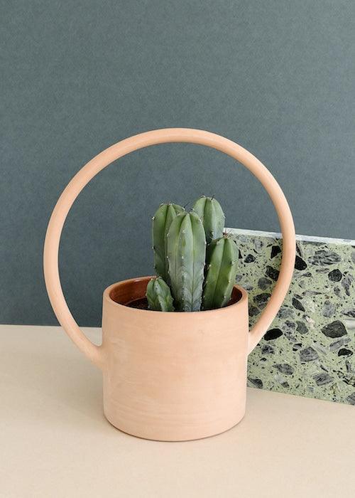 Plant Circle guide for some beginner house plant questions!